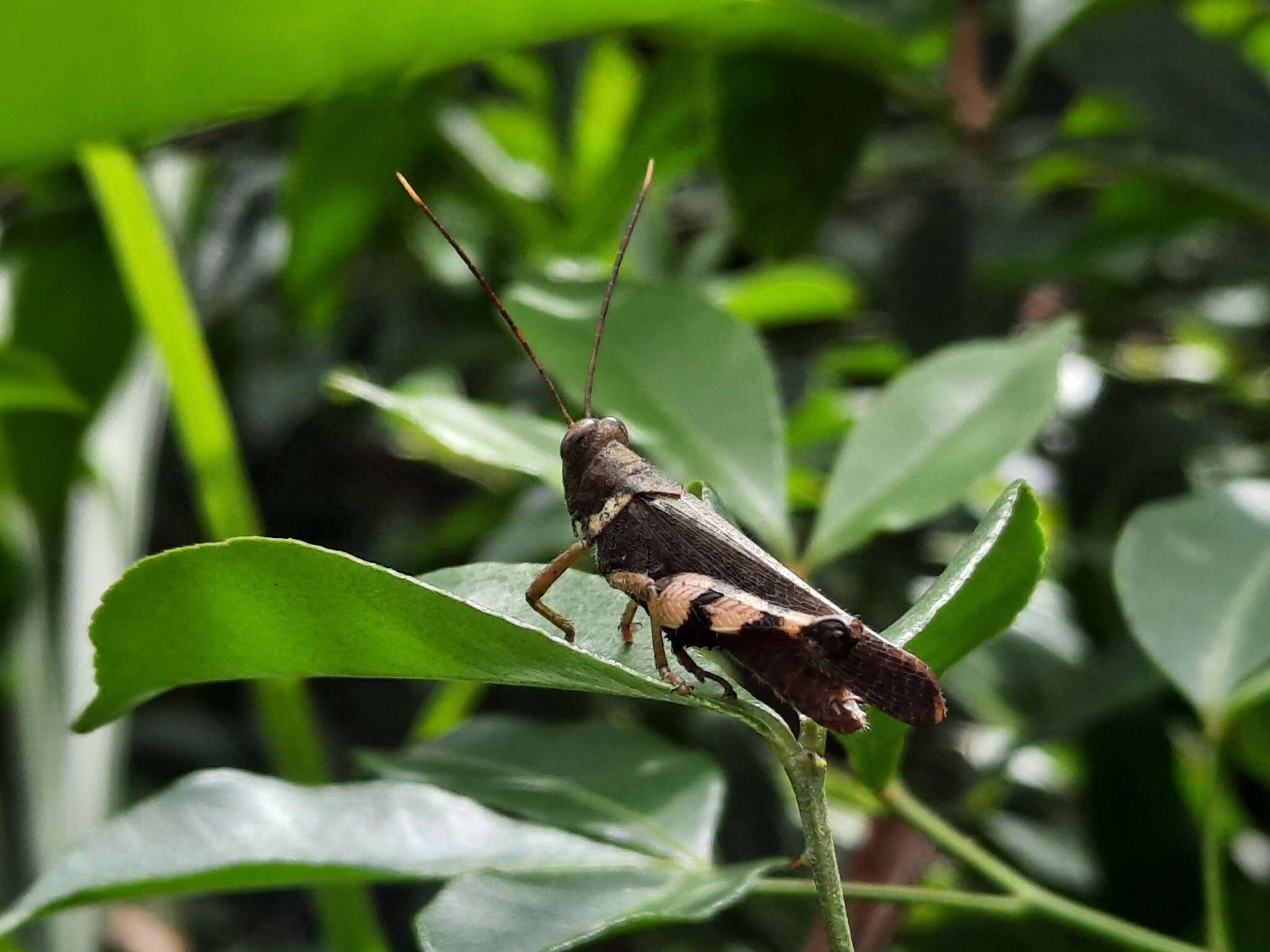 Apalacris varicornis Walker & F. 1870的圖片