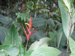 Image of Heliconia osaensis Cufod.