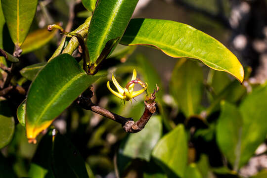 Image of Propeller Vine