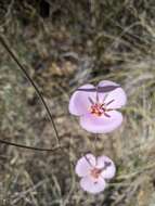 صورة Calochortus palmeri S. Watson