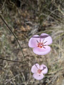 صورة Calochortus palmeri S. Watson