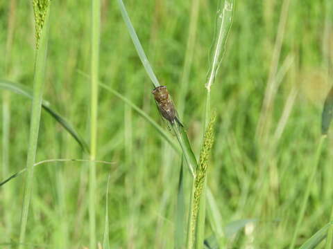 Image of Plains Dog-day Cicada