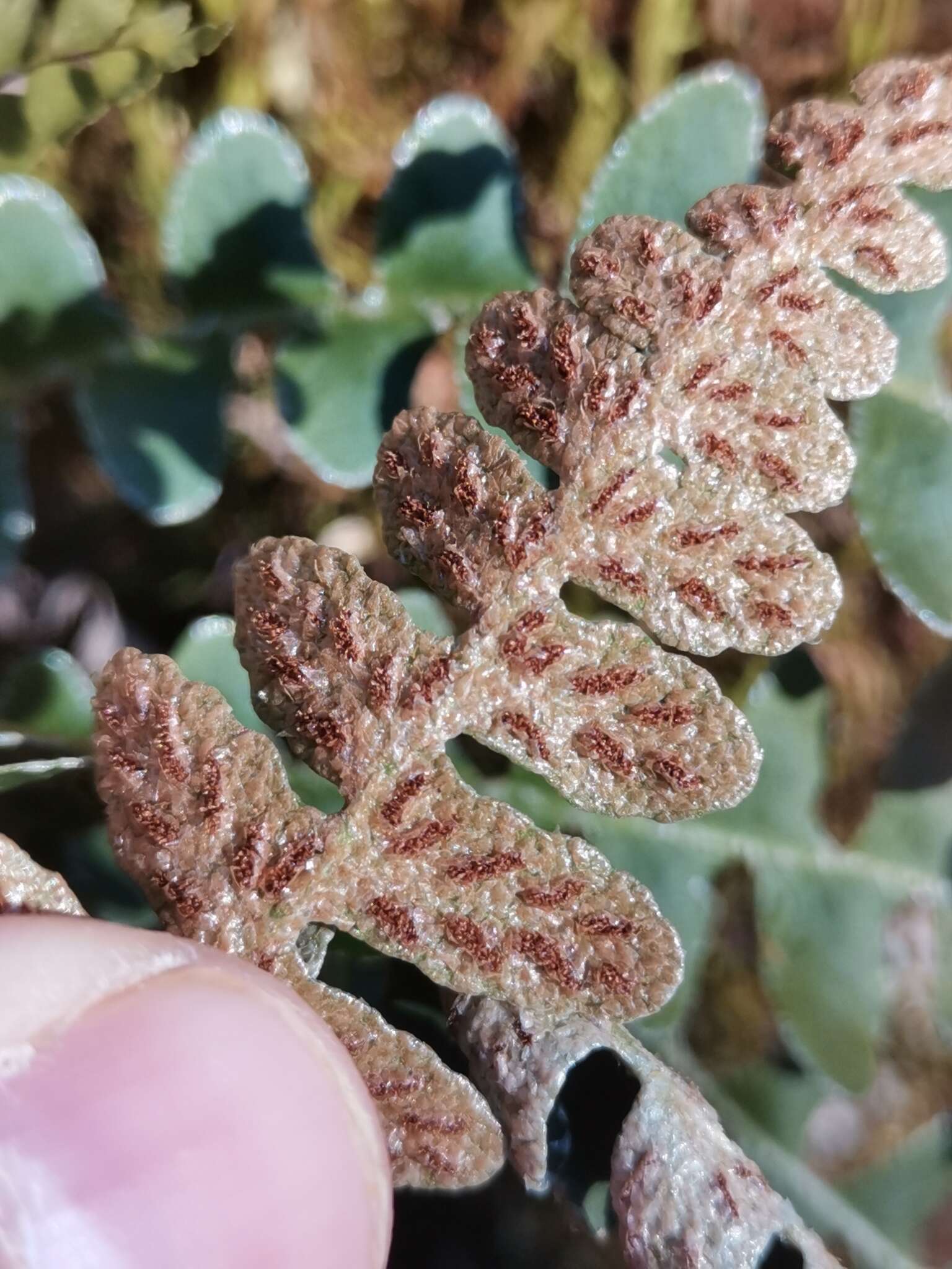 Plancia ëd Asplenium ceterach subsp. bivalens (D. E. Mey.) Greuter & Burdet