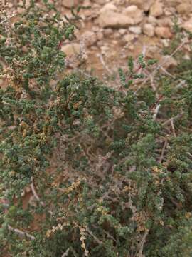 صورة Caroxylon tetrandrum (Forsk.) Akhani & Roalson