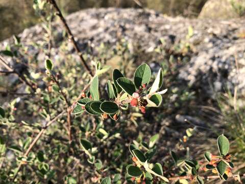 صورة Cotoneaster integerrimus Medik.