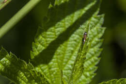 Image of Phyllonorycter schreberella (Fabricius 1781)