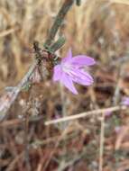 صورة Stephanomeria virgata subsp. pleurocarpa (Greene) Gottlieb