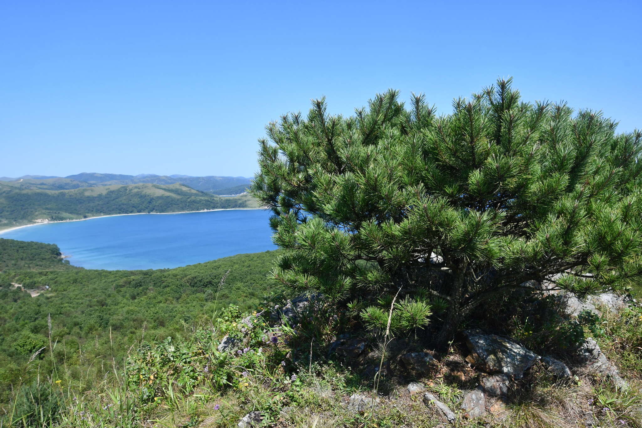 Image of Japanese Red Pine