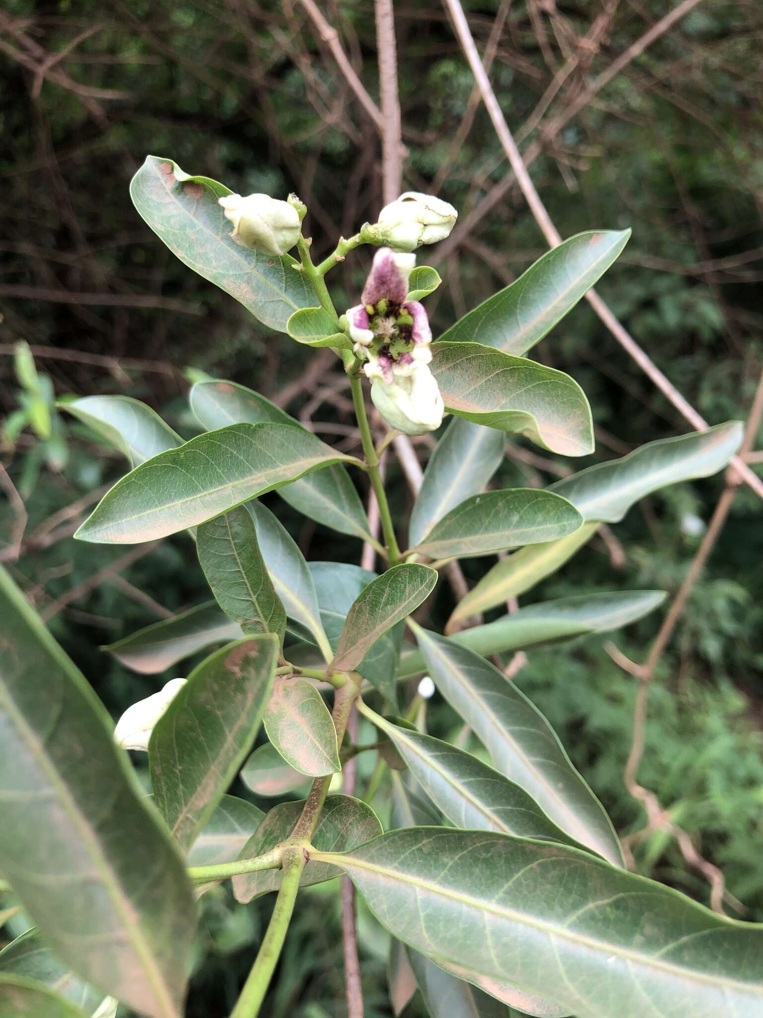 Image of Stomatostemma monteiroae (Oliv.) N. E. Br.