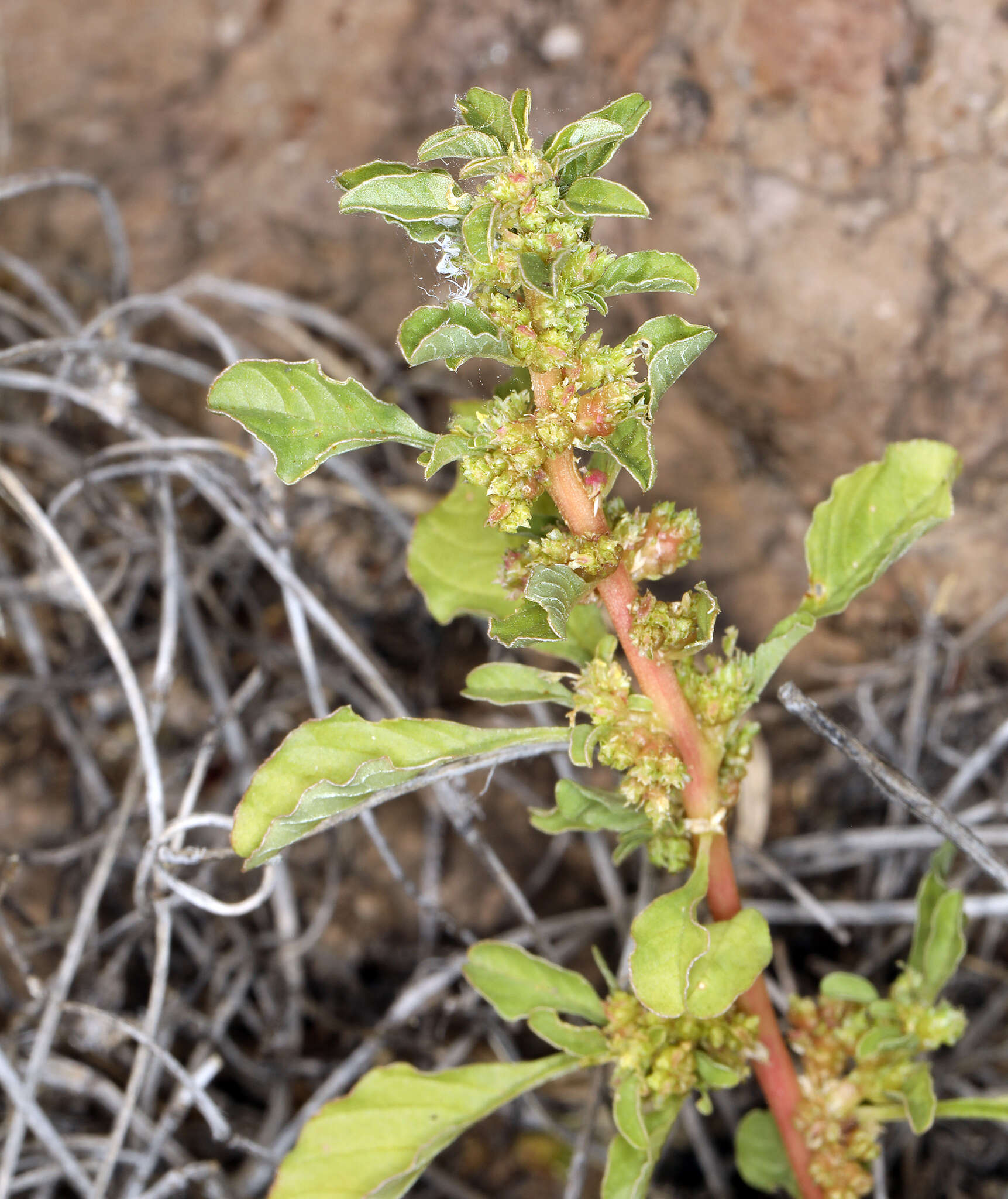 Image of Spreading Amaranth