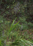 Image of cerulean flaxlily