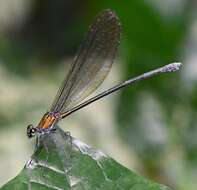 Image of Vestalis amethystina Lieftinck 1965