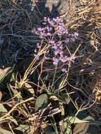 Image of Limonium hirsuticalyx Pignatti