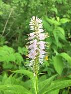 Image of Veronicastrum japonicum (Nakai) T. Yamazaki