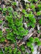 Image of Ontario rhodobryum moss