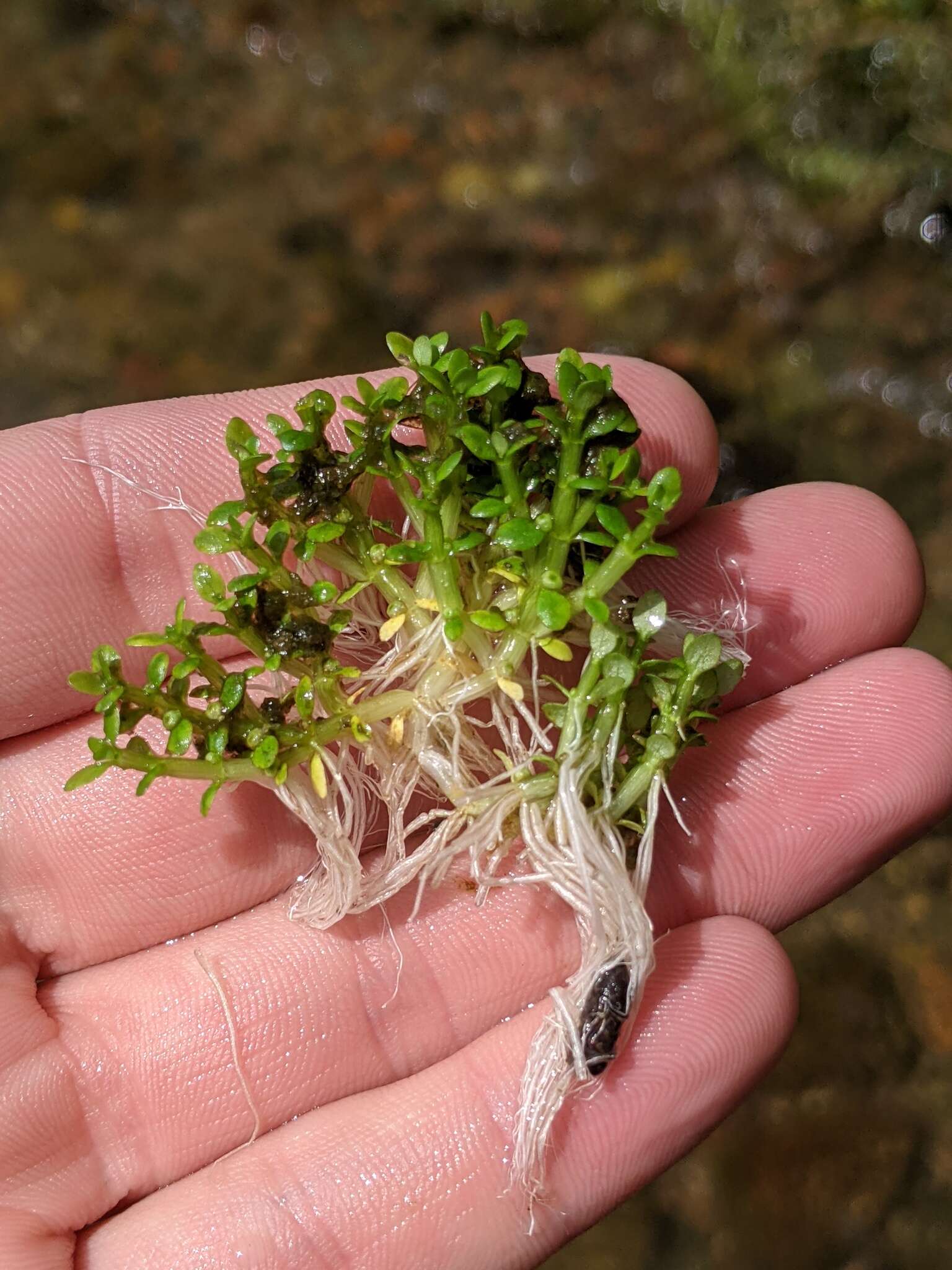 Image of small waterwort