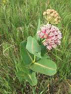 Image of prairie milkweed