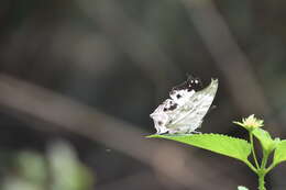 Image of Protogoniomorpha duprei (Vinson 1863)