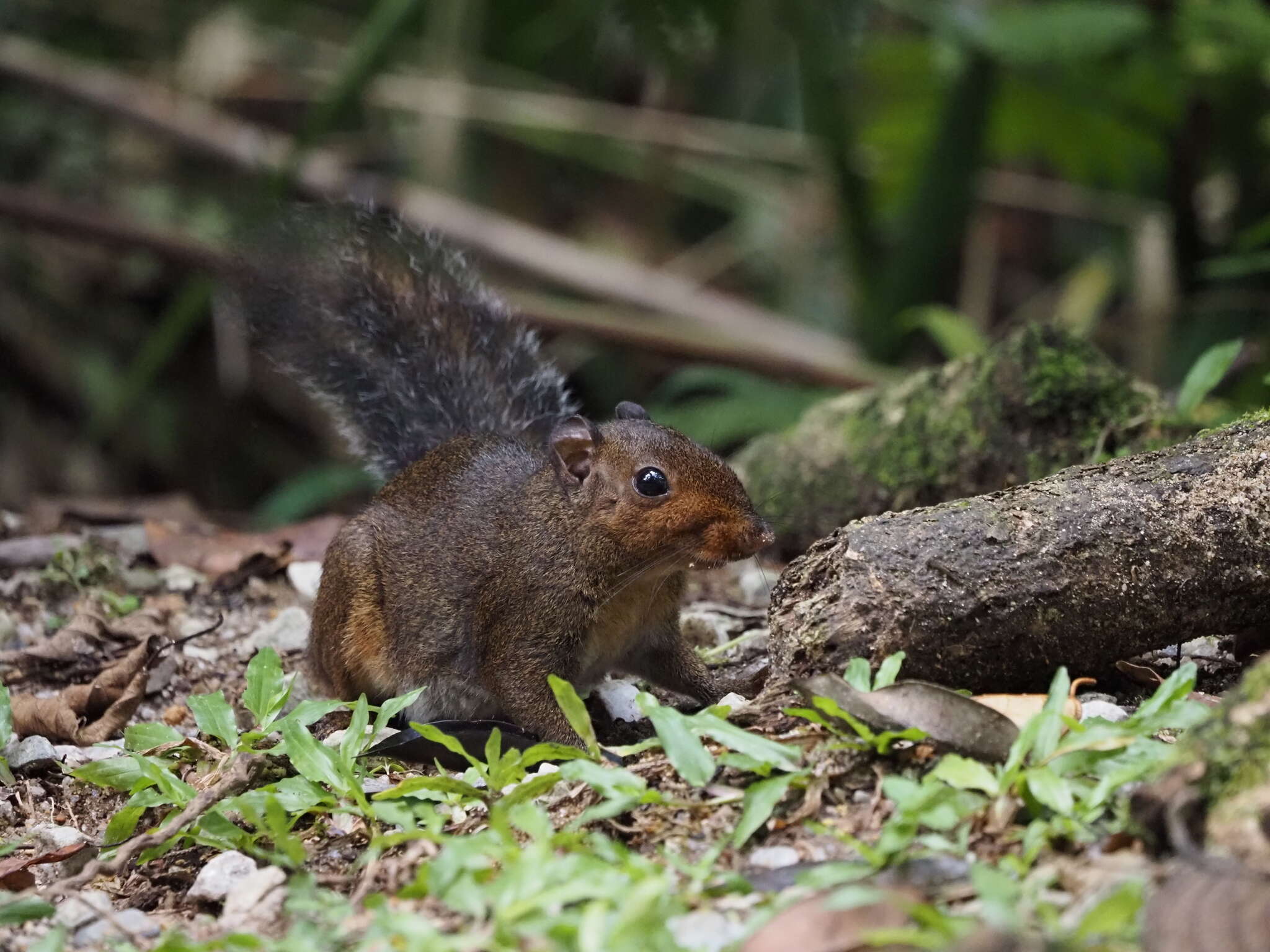 Image of Asian Red-cheeked Squirrel