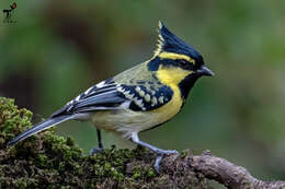 Image of Black-lored Tit