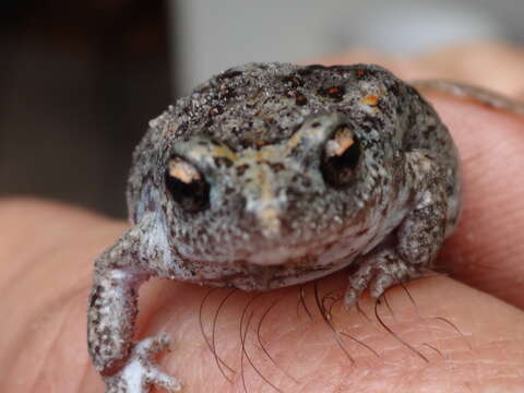 Image of Günther’s Toadlet