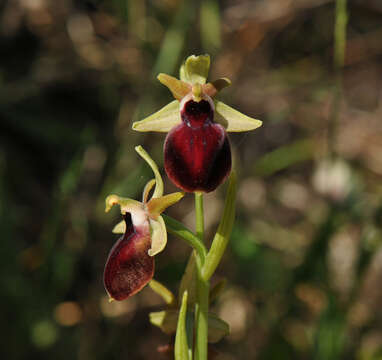 Image of Ophrys sphegodes subsp. helenae (Renz) Soó & D. M. Moore