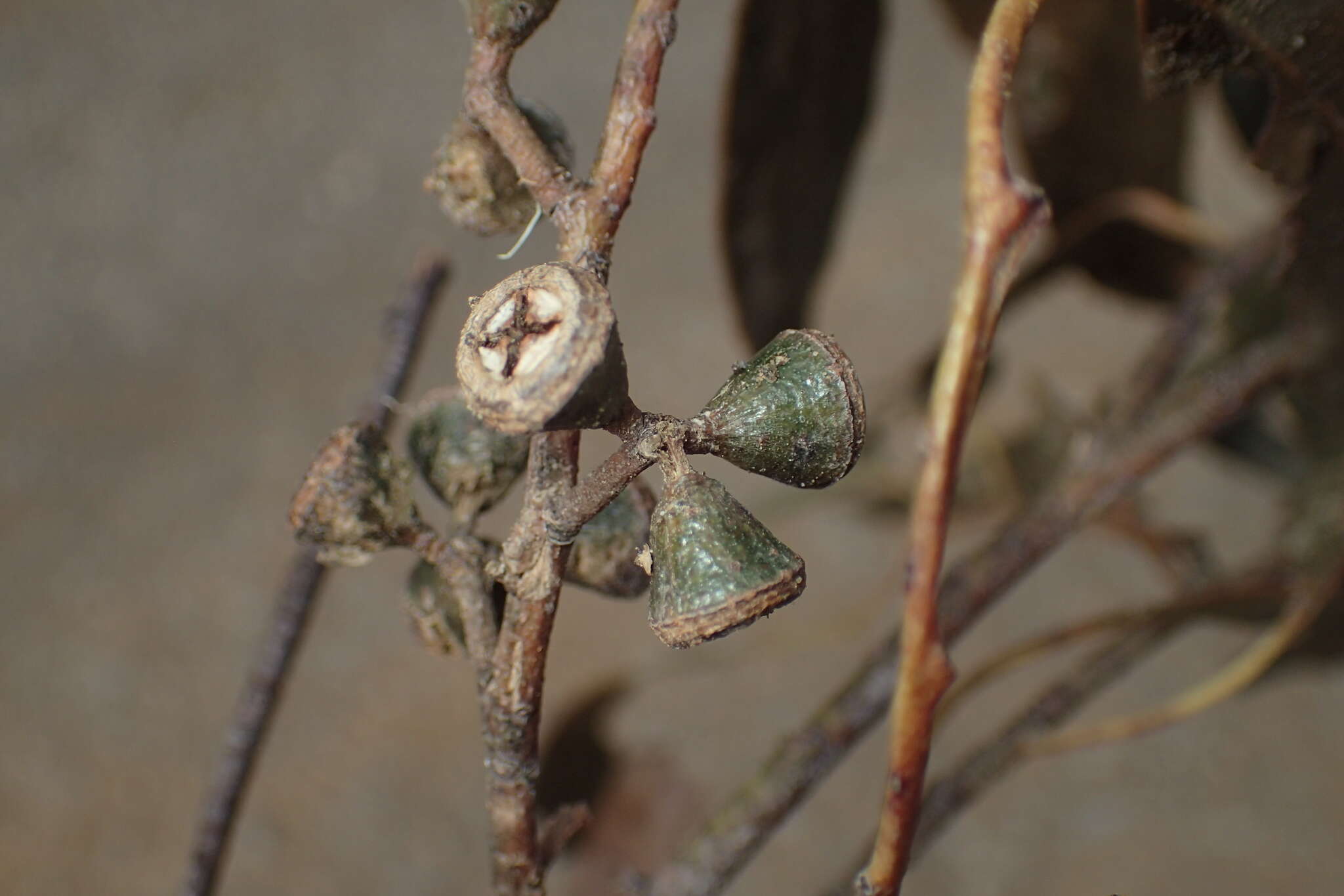 Слика од Eucalyptus ovata Labill.