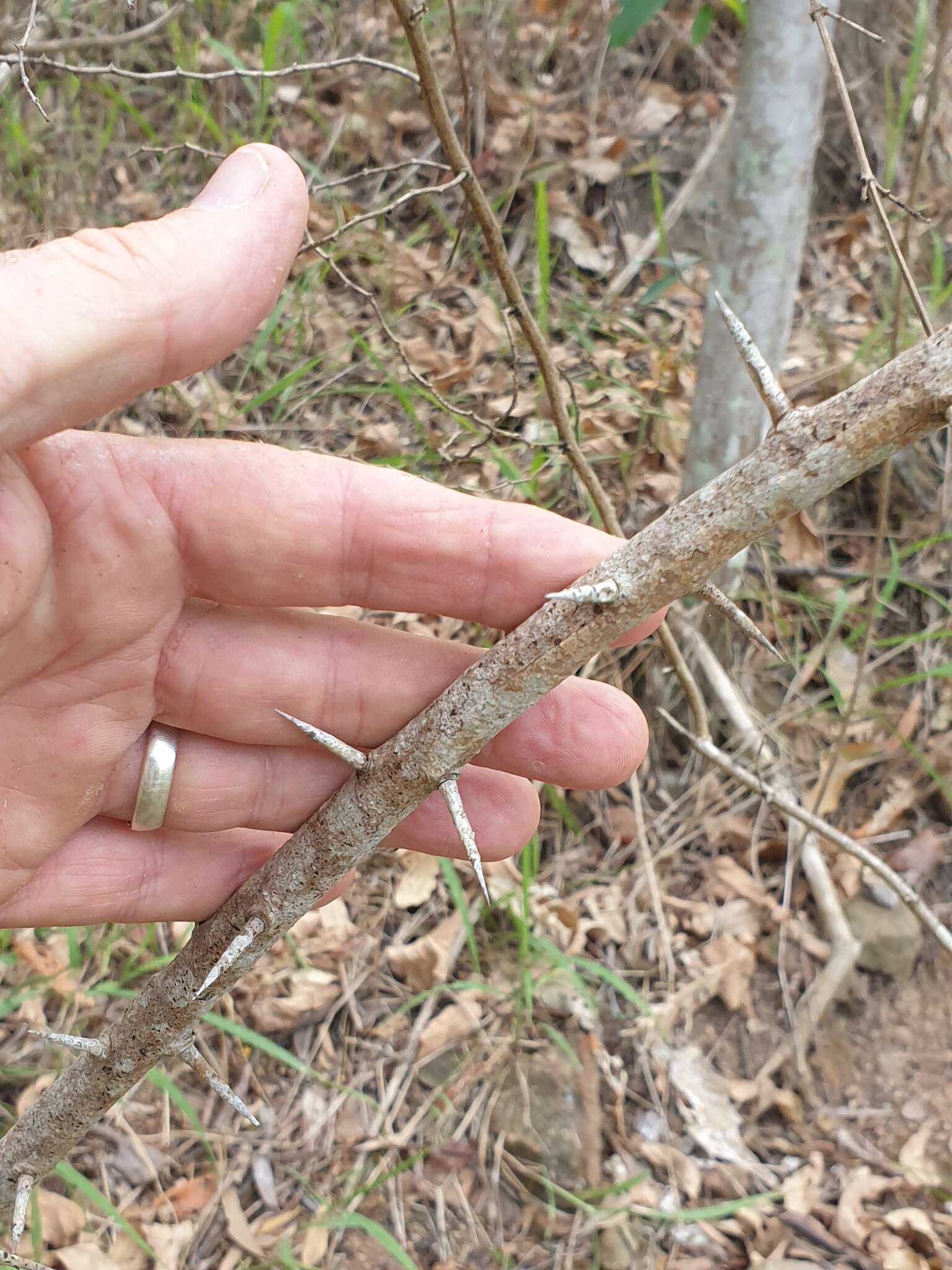 Image of Capparis sarmentosa A. Cunn. ex Benth.