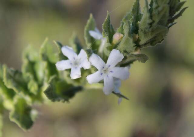 Plancia ëd Oftia africana (L.) Bocq. ex Baill.