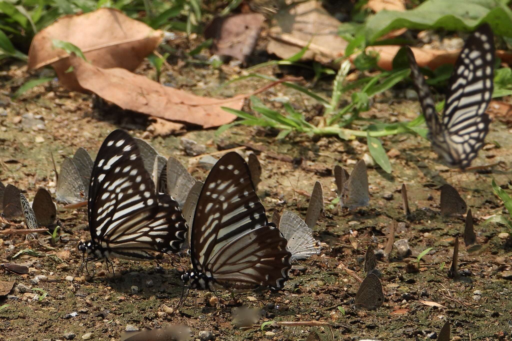 Graphium macareus (Godart 1819) resmi