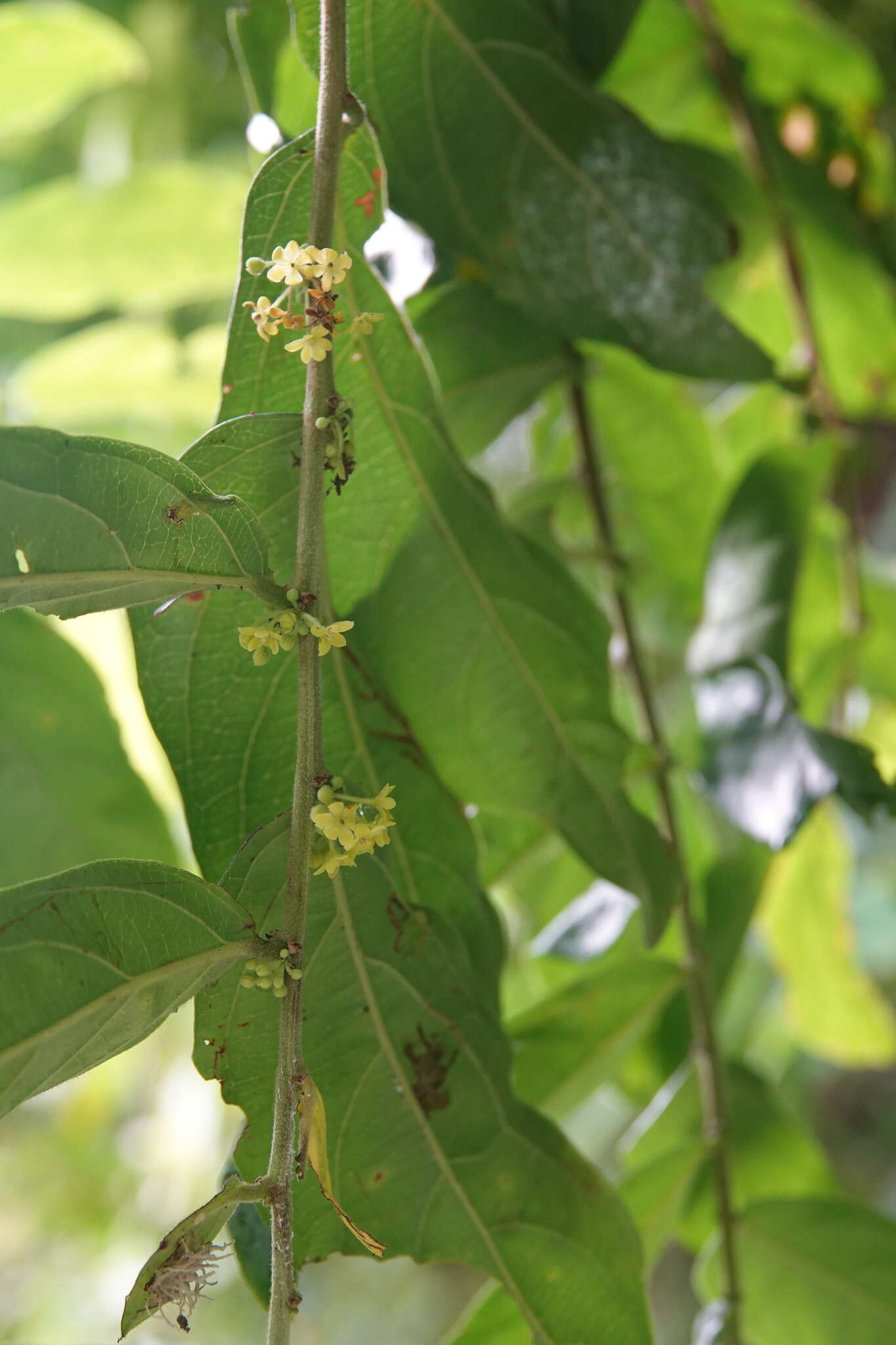 Слика од <i>Glochidion rubrum</i>