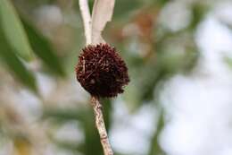 Sivun Beesonia ferrugineus (Froggatt 1921) kuva