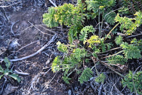 Image of Siberian wormwood