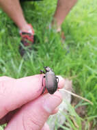 Calosoma (Campalita) chlorostictum Dejean 1831 resmi