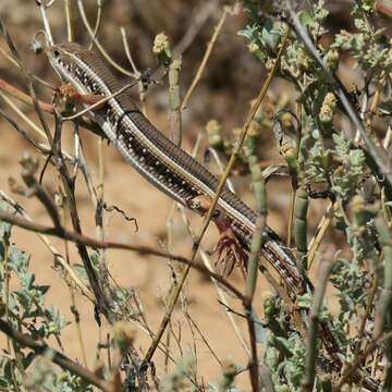 Image of Karoo Plated Lizard