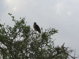 Image of Red-eyed Dove