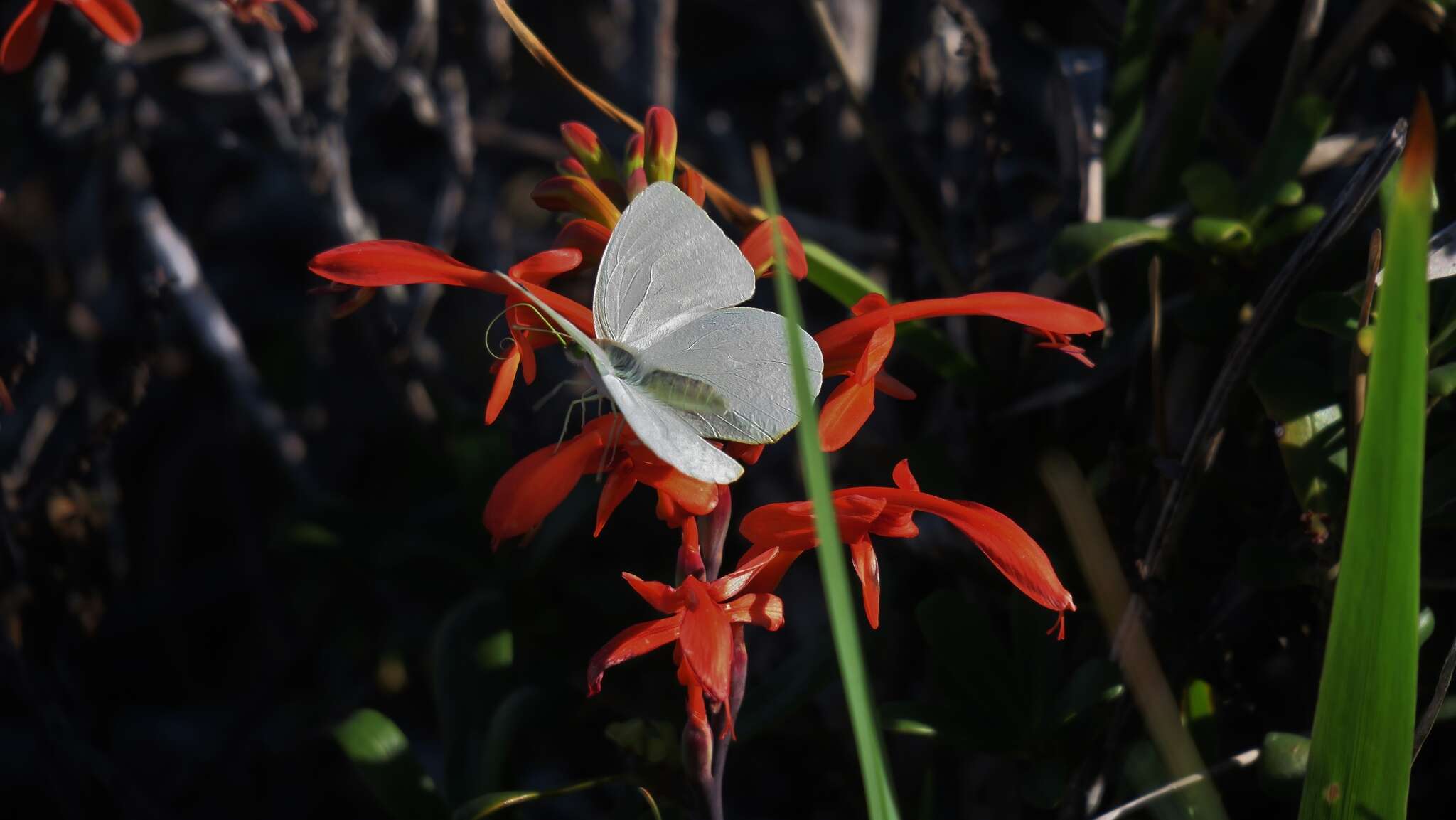 Image of Nepheronia buquetii (Boisduval 1836)