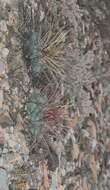 Image of Thelocactus hexaedrophorus subsp. lloydii (Britton & Rose) N. P. Taylor