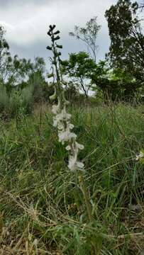 Delphinium carolinianum subsp. virescens (Nutt.) R. E. Brooks的圖片