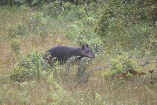 Image of Andean Tapir