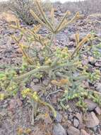 Image of Cylindropuntia alcahes var. burrageana (Britton & Rose) Rebman