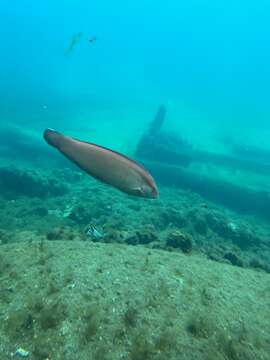 Image of King wrasse