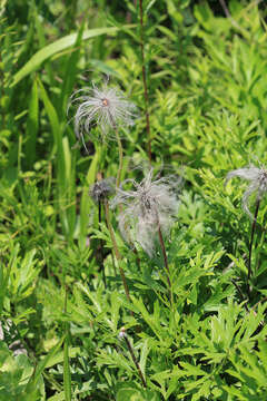 Image of narrow-leaf pasque-flower