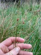 Imagem de Juncus filicaulis Buch. ex Maiden & Betche