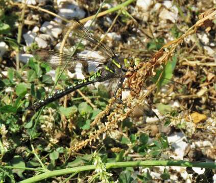 Image of <i>Aeshna interrupta lineata</i> Walker 1908