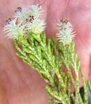 Image of Dolichothrix ericoides (Lam.) Hilliard & Burtt