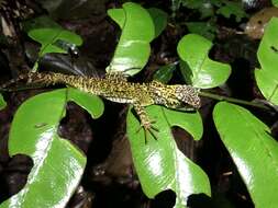 Image of Canelos Woodlizard