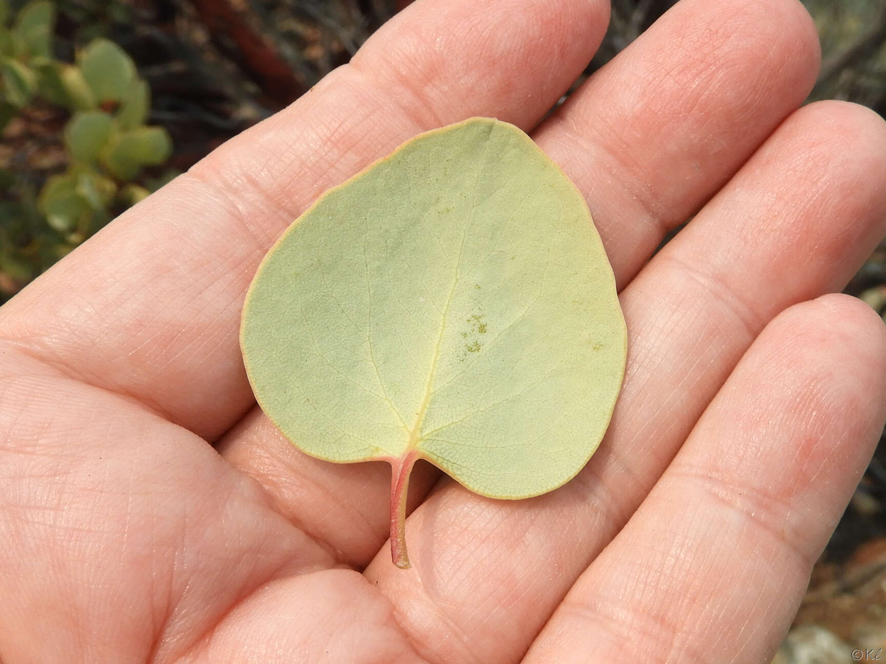 Arctostaphylos viscida subsp. pulchella (T. J. Howell) P. V. Wells resmi