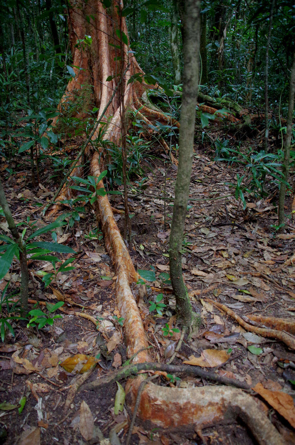 Image of Syzygium papyraceum B. P. M. Hyland