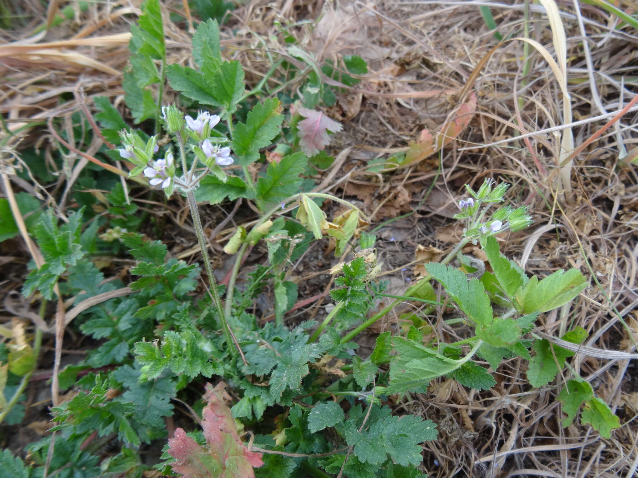 Image of musky stork's bill